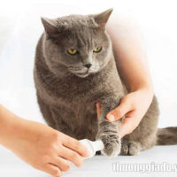 Máy mài móng cho thú cưng Xiaomi Pawbby (MG-NG001)